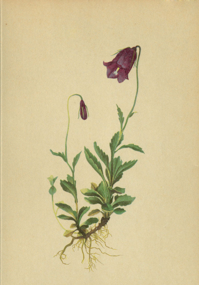 ALPENFLORA ALPINE FLOWERS. Campanula pulla L-Dunkelviolette Glockenblume 1897